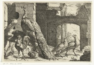 Paon et autres animaux