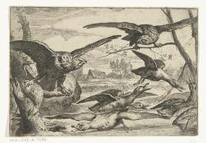 Oiseaux de proie