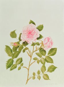Rosa var : Gertrude Jekyll (aquarelle)