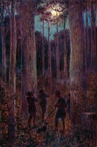 La forêt australienne la nuit, opossums "mooning"