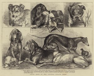 Chiens primés à l