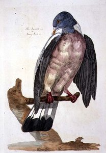 La Tourterelle ou Pigeon ramier, planche de 