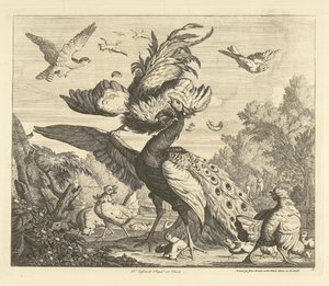 Coq attaquant un paon (Verschillende vogels)