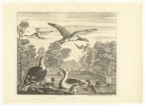Goélands et canards dans un étang (Différents oiseaux) - Peter Casteels (III)