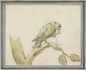 Perroquet sur une branche d