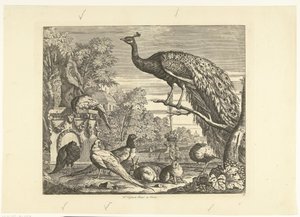 Paon, lapins et autres oiseaux près d
