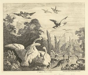 Cygnes et canards dans un étang à oiseaux Divers oiseaux (titre de la série) - Peter Casteels (III)