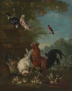Coq Domestique, Poules et Poussins dans un Parc