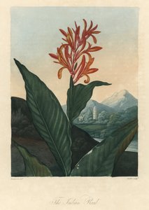 Eau rouge ou Conflore ou Toloman Forte, du Temple de Flora, par Dr. Robert Thornton (1768-1837)