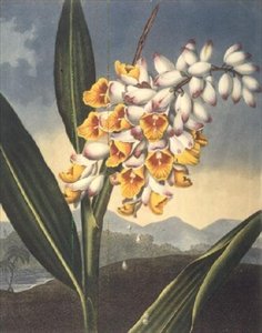 Le Renealmia qui hoche la tête, gravé par Caldwall, de 