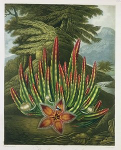 Stapélia porteuse de larves, gravée par Stadler, tirée de 