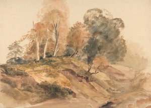 Arbres sur une berge