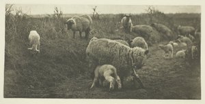 Une pastorale de mars (Suffolk)