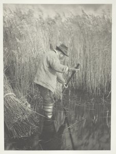 Un coupeur de roseaux au travail - Peter Henry Emerson