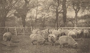 - Peter Henry Emerson