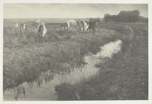 Bovins dans les marais