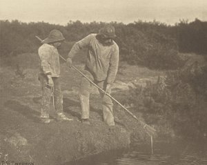 AnguilleCueillette dans les eaux du Suffolk