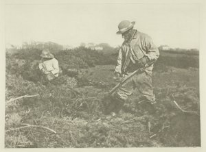 Coupe de genêts sur une commune du Suffolk - Peter Henry Emerson