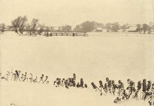 Mauvaises herbes des marais, en 1895 ou avant (photo) - Peter Henry Emerson