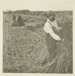Choc de maïs (Norfolk) - Peter Henry Emerson