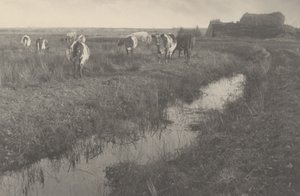 Bétail dans les marais - Peter Henry Emerson and T.F. Goodall