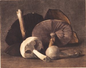 Champignon blanc - Peter Vilhelm Ilsted