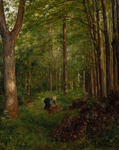 Vieux peuplier, section du jardin de Gulskov