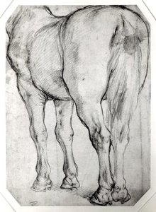 Arrière du cheval