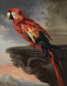 Perroquet, c.1630-40