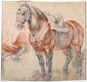 Un cheval sellé - Peter Paul Rubens