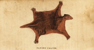 Lémurien volant des Philippines, Cynocephalus volans, 1800