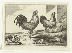 Poulet, coqs et poussins - Peter van Liesebetten