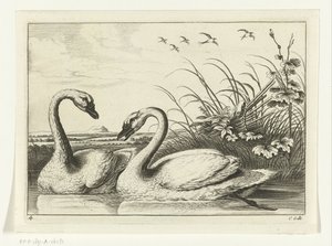 Deux cygnes