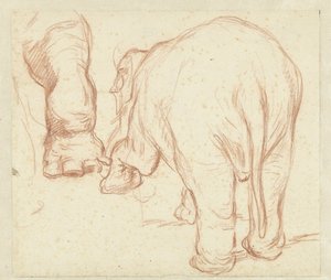 Éléphant debout, vu de dos, et une patte