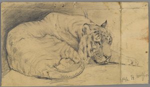 Tigre endormi