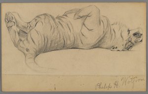 Tigre endormi - Philip H. Wolfrom