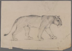 Lionne marchant