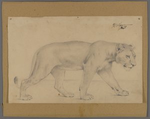 Lionne marchant