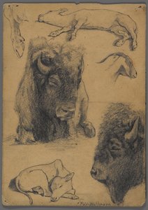 Études de bison, veau et chèvre