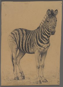Zèbre - Philip H. Wolfrom