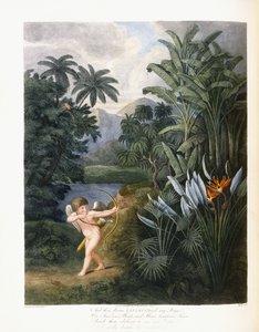 Et puis le divin Linné, c.1796-1807