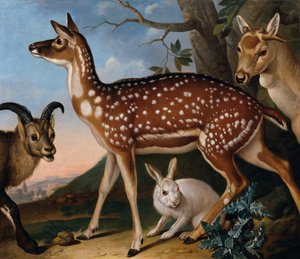 Daim, bouquetin et lièvre