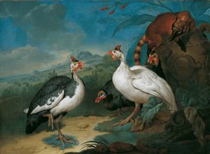 Pintades et coati - Philipp Ferdinand de Hamilton