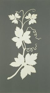 Plante de houblon