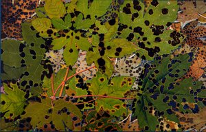 Acer pseudoplatanus : Sycomore attaqué par le champignon noir Rhytisma acerinum, 1907-09 - Philippe Robert