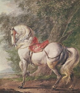 Un cheval blanc