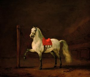 Un cheval gris dans l