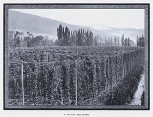 Un jardin de houblon victorien - Photographer Australian