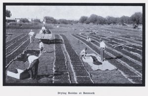 Séchage des raisins à Renmark