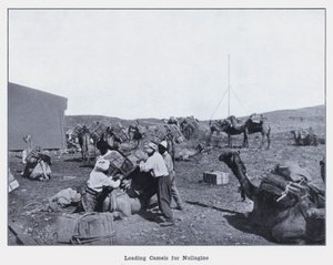 Chargement de chameaux pour Nullagine